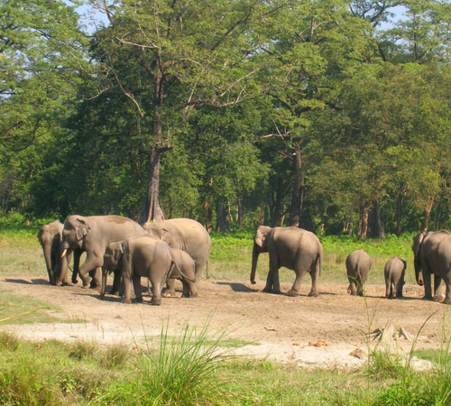 Complete Dooars Tour