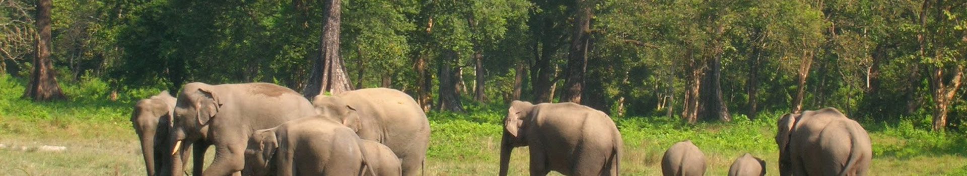 Complete Dooars Tour